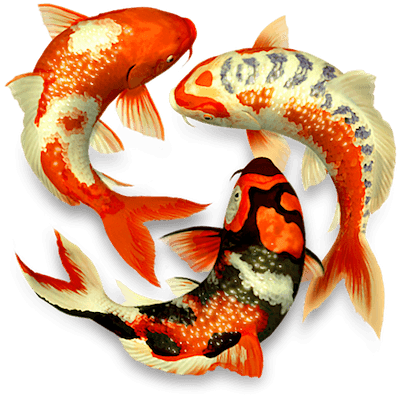 Koi Pond 3D 1.2.0